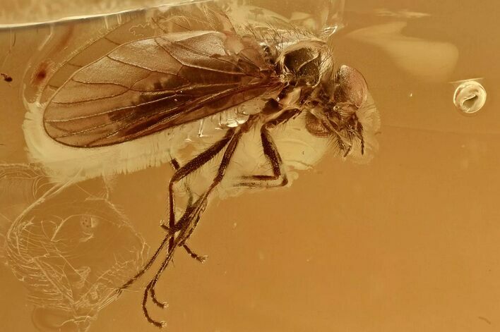 Detailed Fossil Hairy Snipe Fly (Bolbomyia) In Baltic Amber #307426